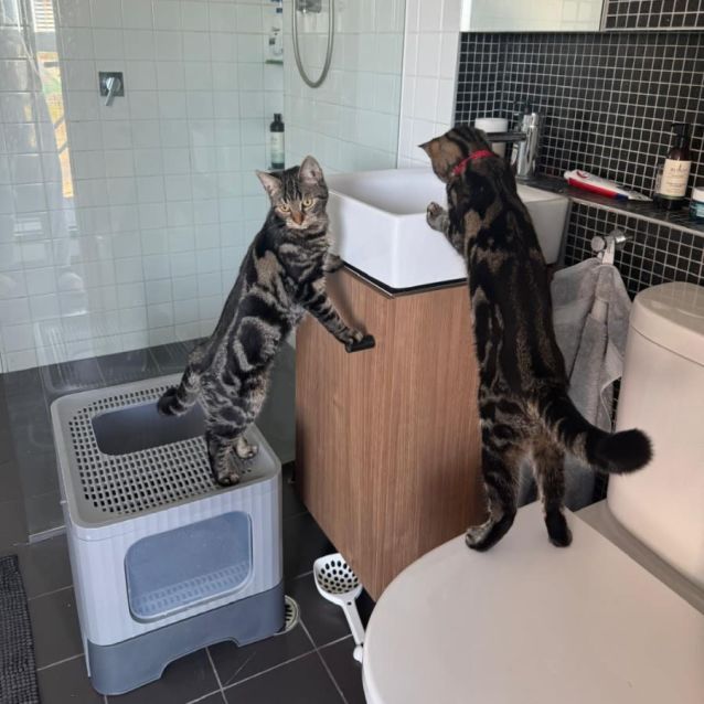 Photo of Lily And Layla