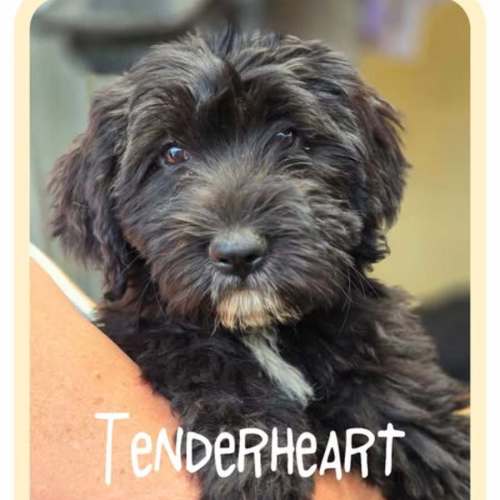 Tenderheart