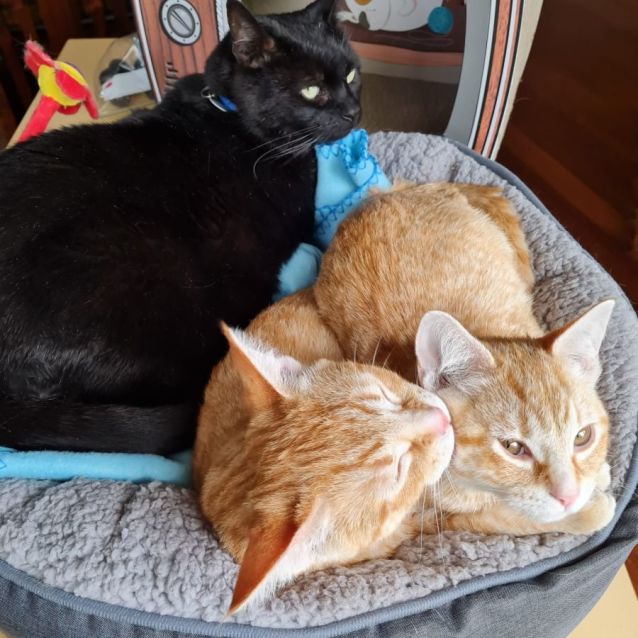 Photo of Meridah & Morris ^^Dandy Cat Rescue^^