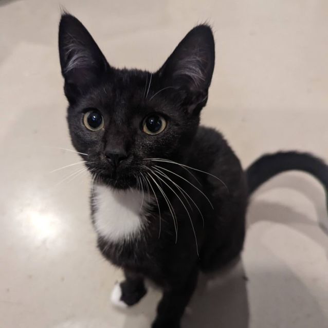 Photo of Alistair *9 Lives Project Rescue*