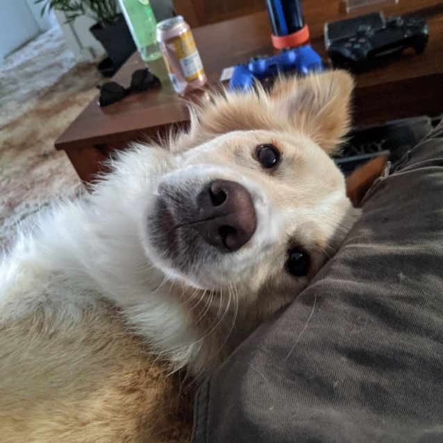 Photo of Jersey ~ 1.5yr Old Bc (On Trial 26/11/20)