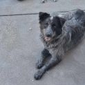 Photo of Chevy