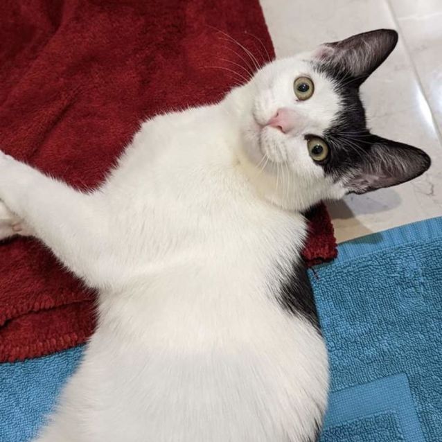 Photo of Pearl