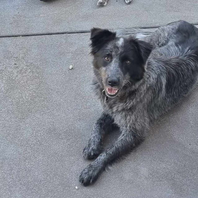 Photo of Chevy