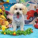Photo of Teddy