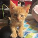 Photo of Kyoshi**2nd Chance Cat Rescue**