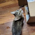 Photo of Mittens