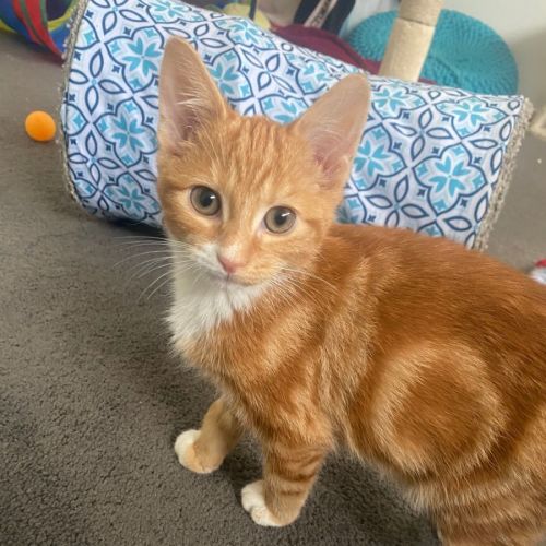 Pi **2nd Chance Cat Rescue**