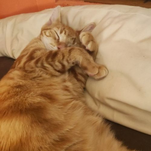 Cinnamon (and Nutmeg)