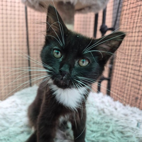 Amy Wong**2nd Chance Cat Rescue**