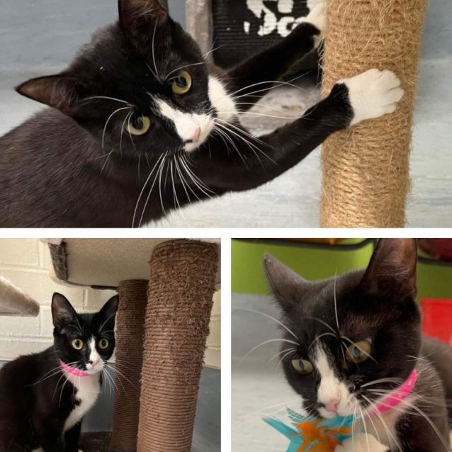 Photo of Lilibug (Imp. 1980)