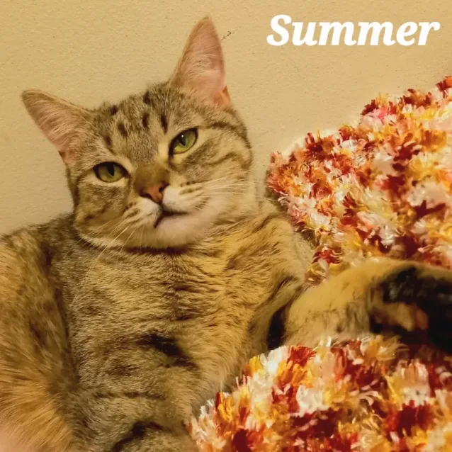 Photo of Summer