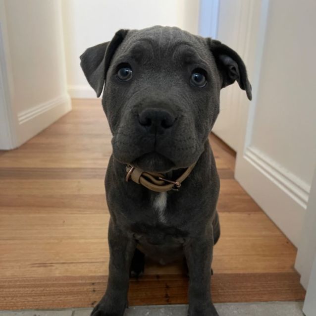 Photo of Blue