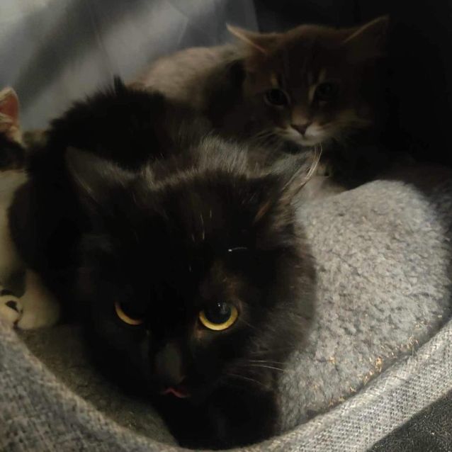 Photo of Xante And Xylon