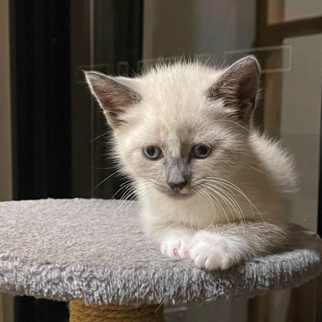 Photo of Shiloh