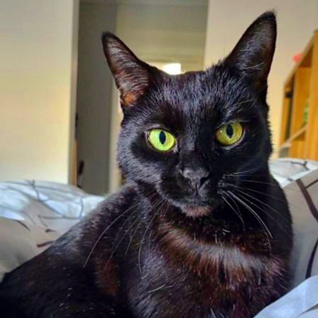 Photo of Layla