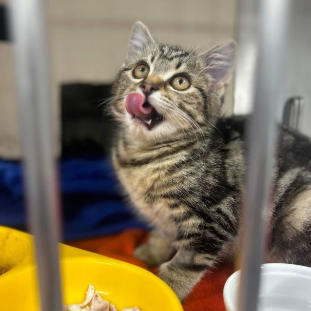 Photo of Kesha   Located In Kew