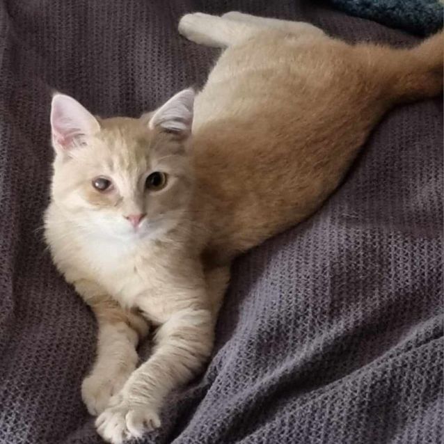 Photo of Simba And Nala