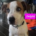 Photo of Delphi