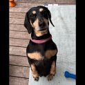 Photo of Ruby ❤️ Mini Dachshund (Trial 4/11/23)