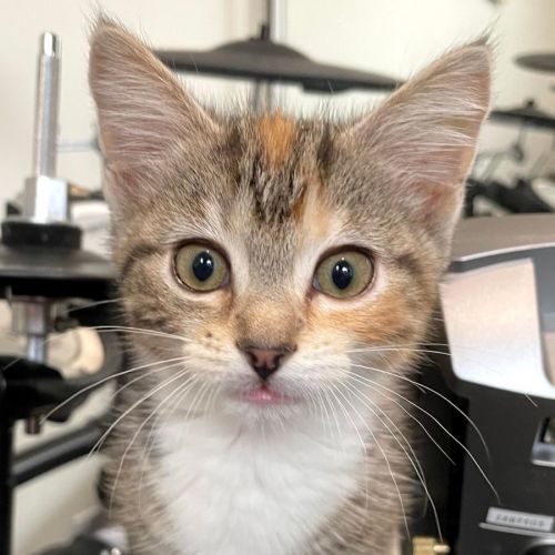 Astrid ^^Dandy Cat Rescue^^