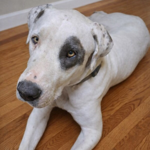 No photo for Patches