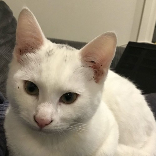 Alfie