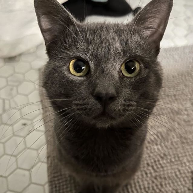 Photo of Blue
