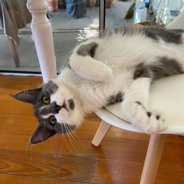 Photo of Katya ^^Dandy Cat Rescue^^