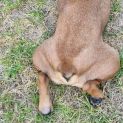Photo of Wicket