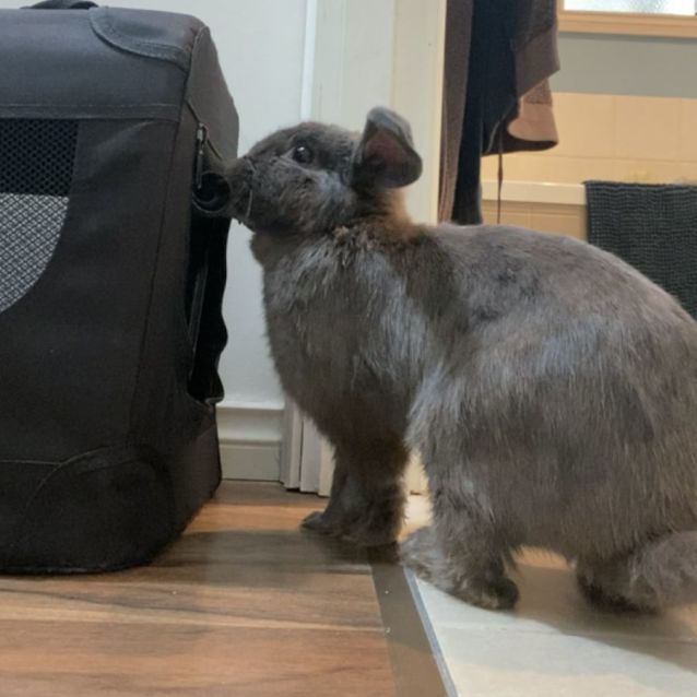 Photo of Freddo Frog