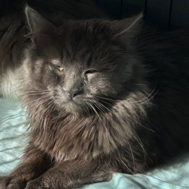 Photo of Julius