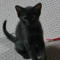 Photo of Charlie