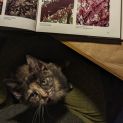 Photo of Maggie