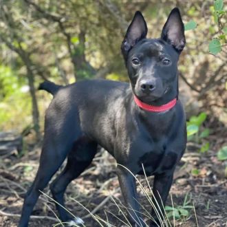 Medium Female Mixed Breed Dog