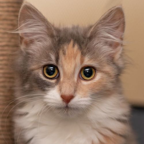 Indy ** 2nd Chance Cat Rescue**