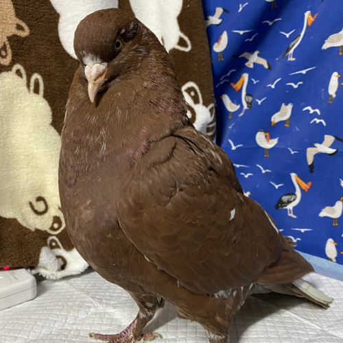 No photo for Meatball 