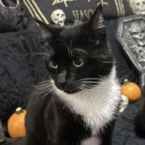 Metis **2nd Chance Cat Rescue**