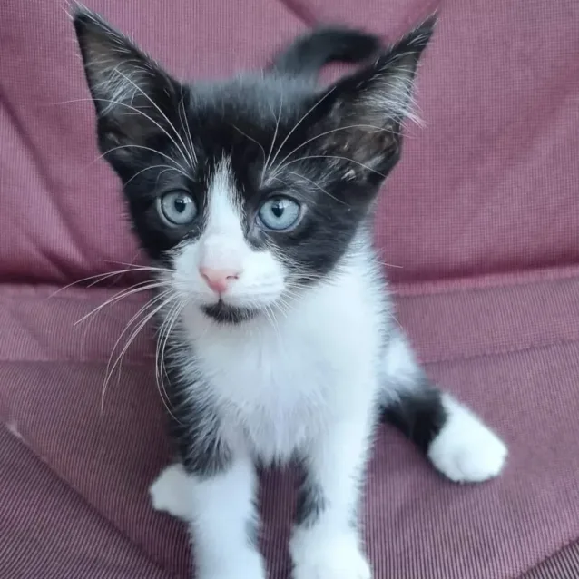 Photo of Sadie (Located In Fraser Rise)