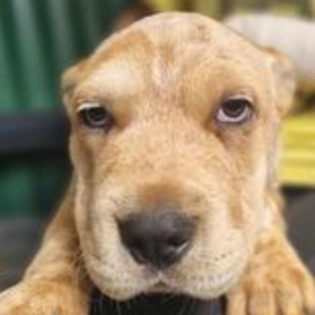 Photo of Barney