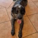 Photo of Chevy