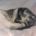 Photo of Midori