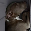 Photo of Milo