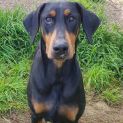Photo of Female Dobermann   Mature And Sweet