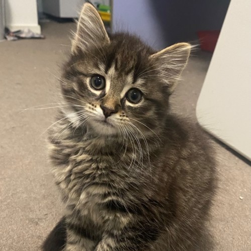 Pocus **2nd Chance Cat Rescue**