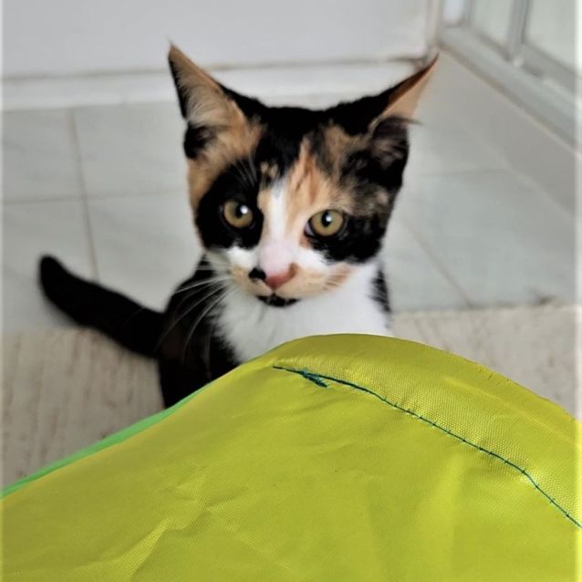 Photo of Bandit ^^Dandy Cat Rescue^^