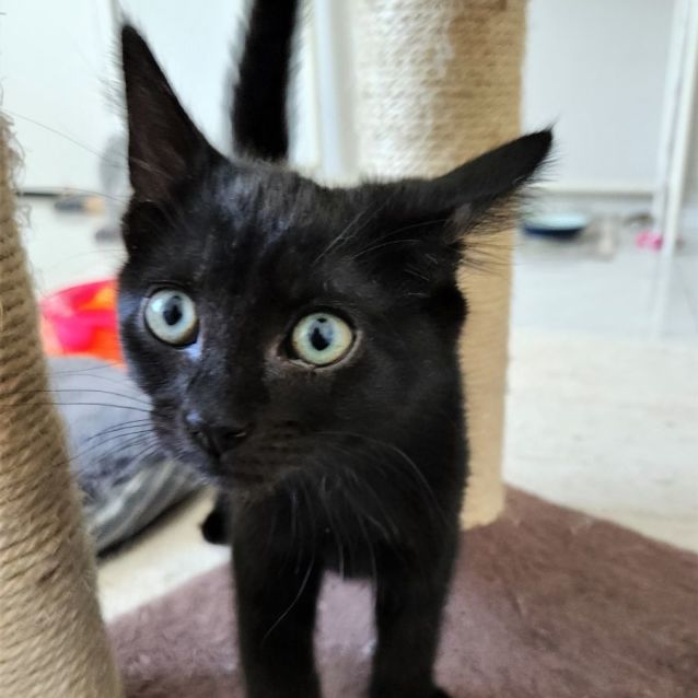 Photo of Sirius ^^Dandy Cat Rescue^^