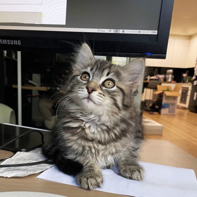 Photo of Olivia ^^Dandy Cast Rescue^^