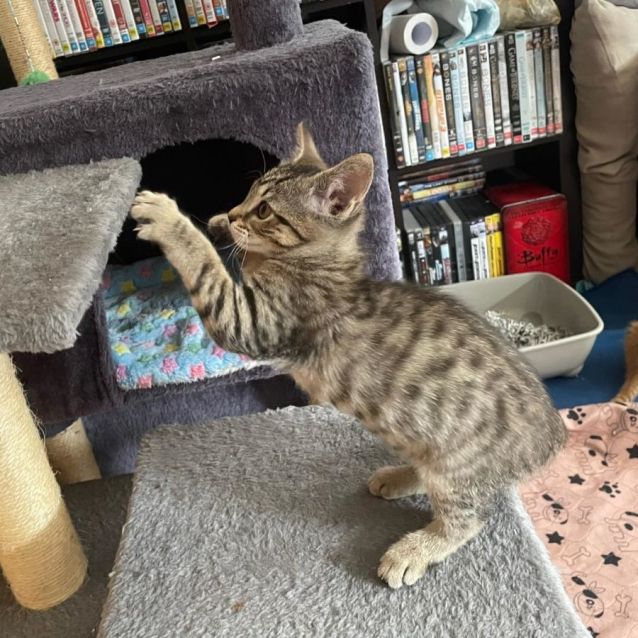 Photo of Alinta **2nd Chance Cat Rescue**