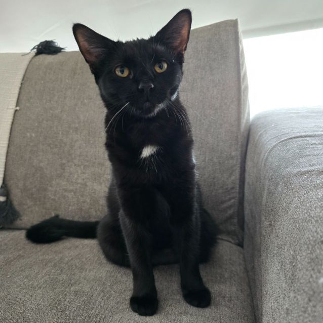 Photo of Jigglypuff (Located In Wantirna South)